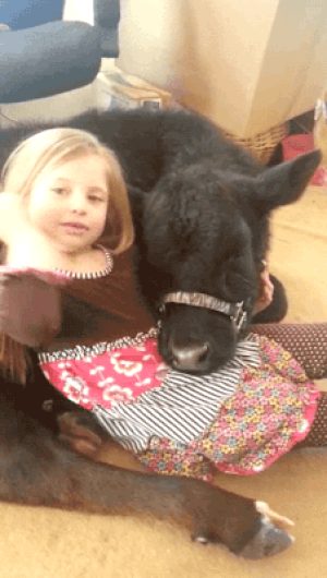 Little girl and her pet cow video
